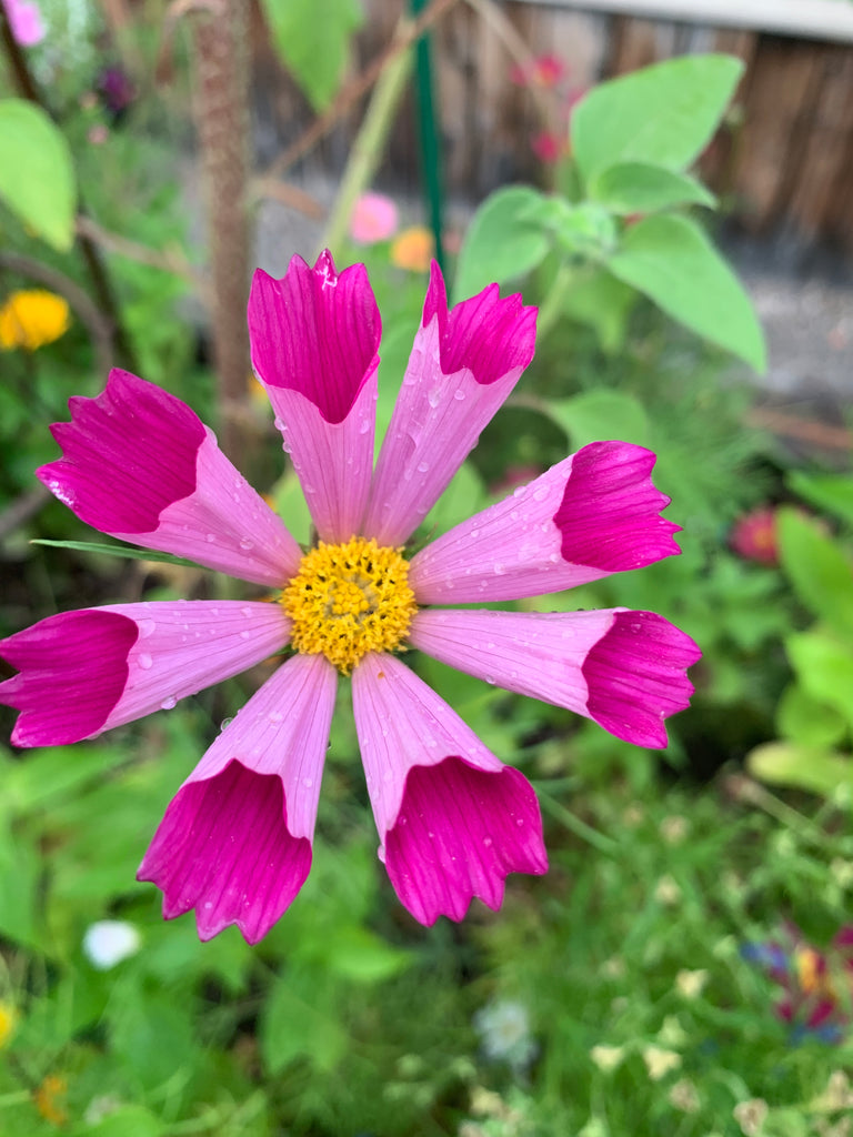 pink cosmo flower