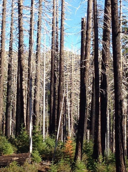 ghost tree forest oregon