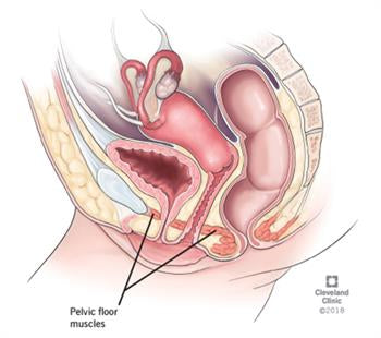 What is the Pelvic Floor?