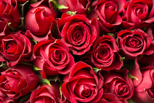 Red roses