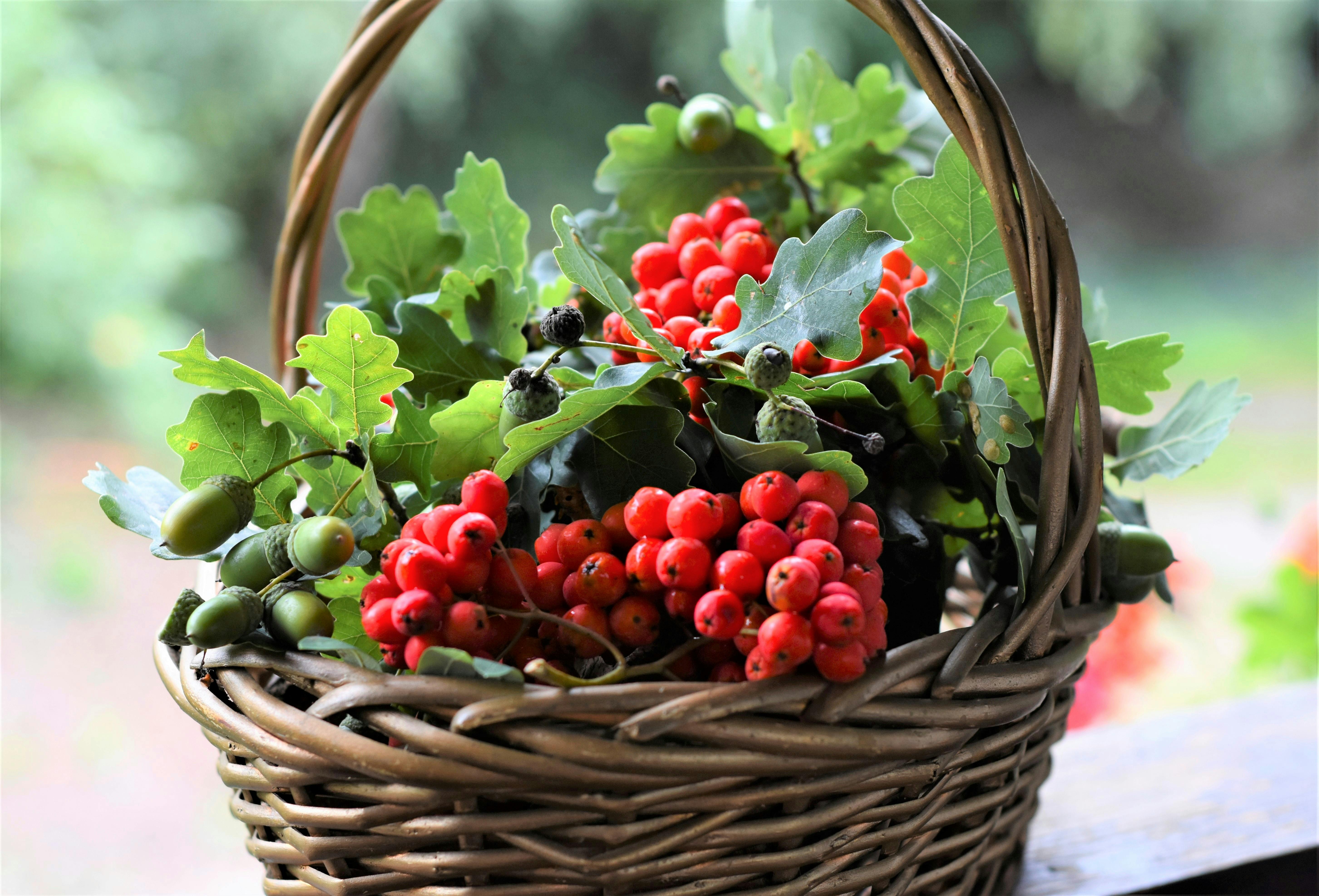 Basket with acorns, oak leaves and red berries
