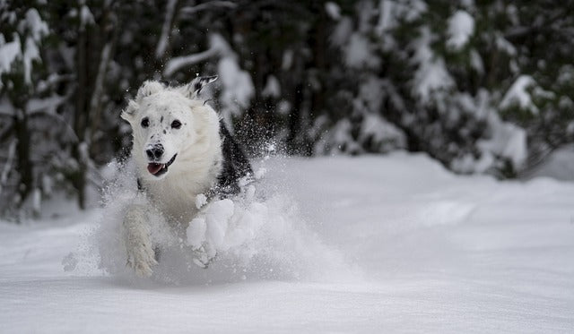 White dog jumping in the snow