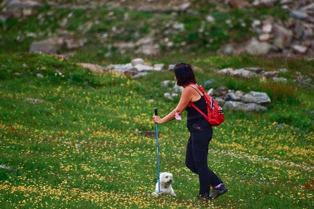 A woman with Nordic walking poles walks along a green slope, next to her is a small white dog