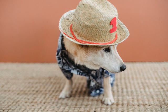 Dog in a hat and suit