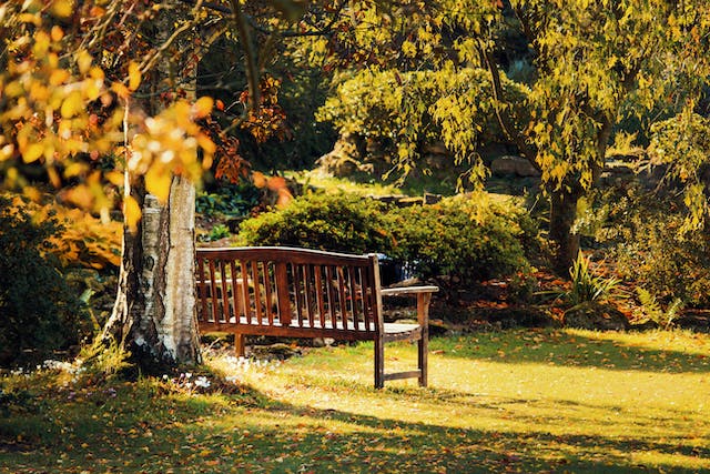 Bench on the lawn near a tree