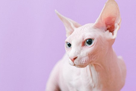  Sphinx cat on a lilac background