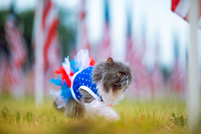 Fluffy cat in a suit runs through the grass