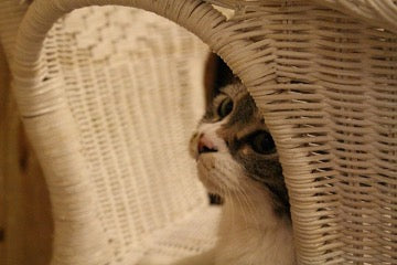 The cat looks out of a wicker basket