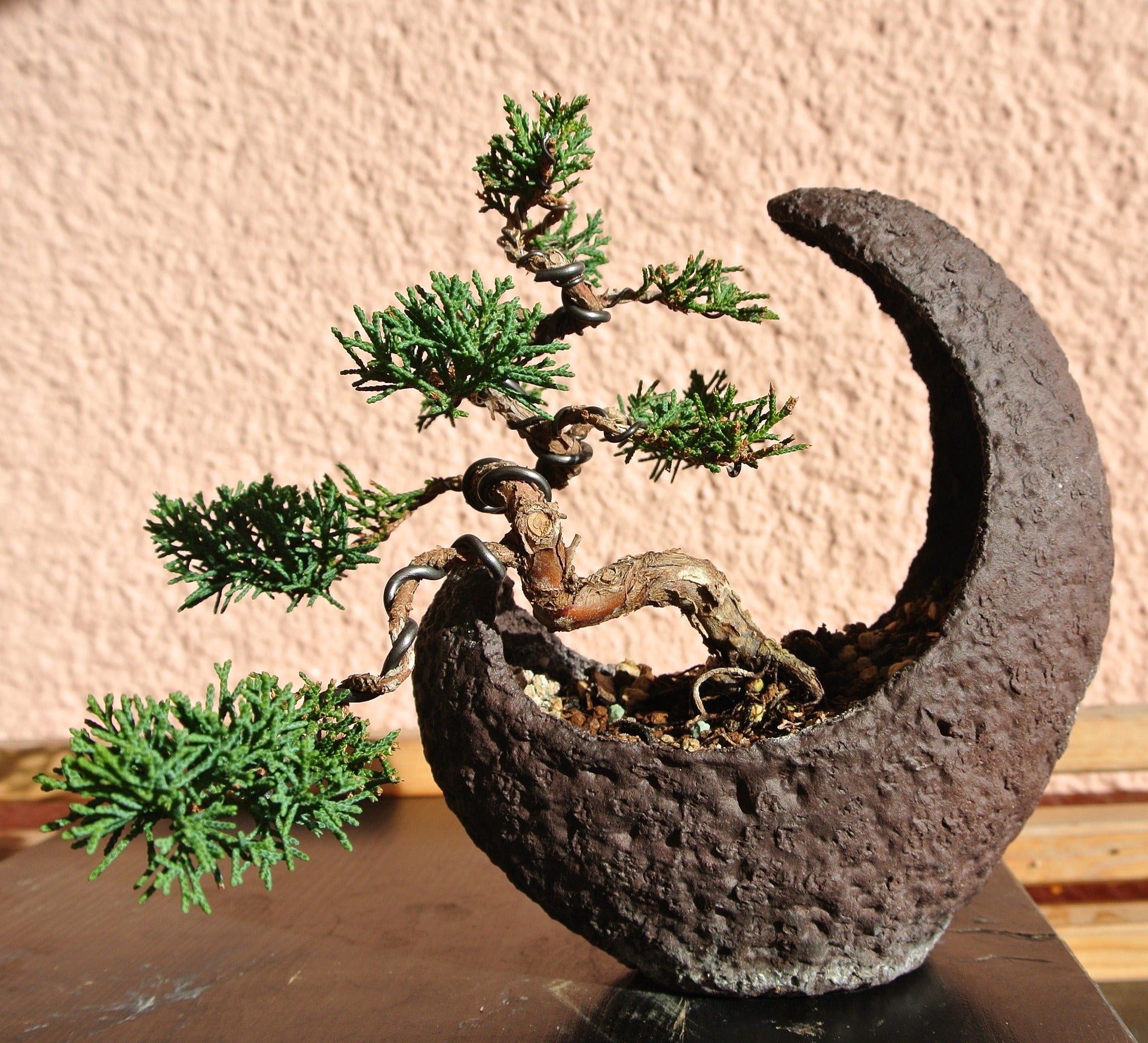  Bonsai in a half-moon pot