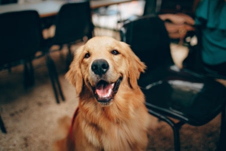 Golden retriever sits on the floor next to a black chair