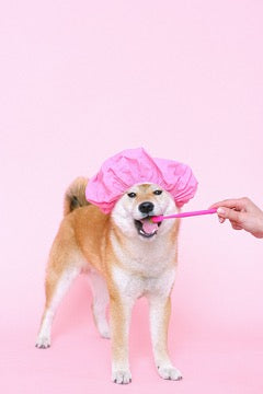 Akita Inu in a pink shower cap and a pink toothbrush in his mouth