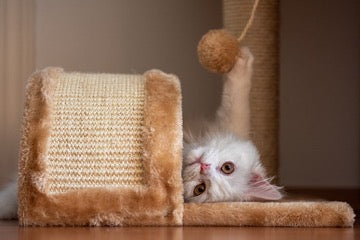 White cat lies and plays with a cat toy