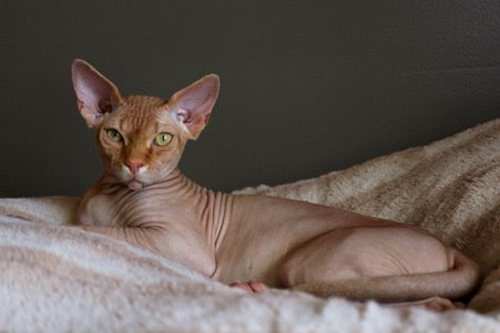 Don Sphynx lies on a bedspread