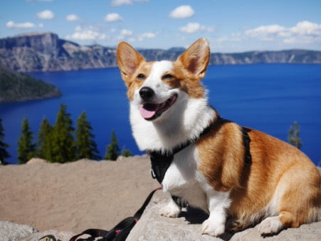 Corgi sits on the background of a mountain lake