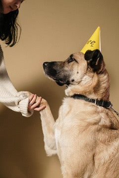 A dog in a yellow cap gives a paw to a girl