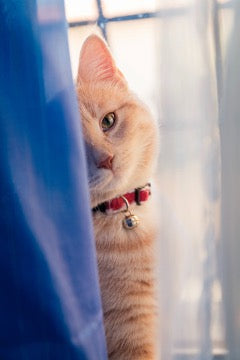  A cat in a red collar peeks out from behind a blue curtain