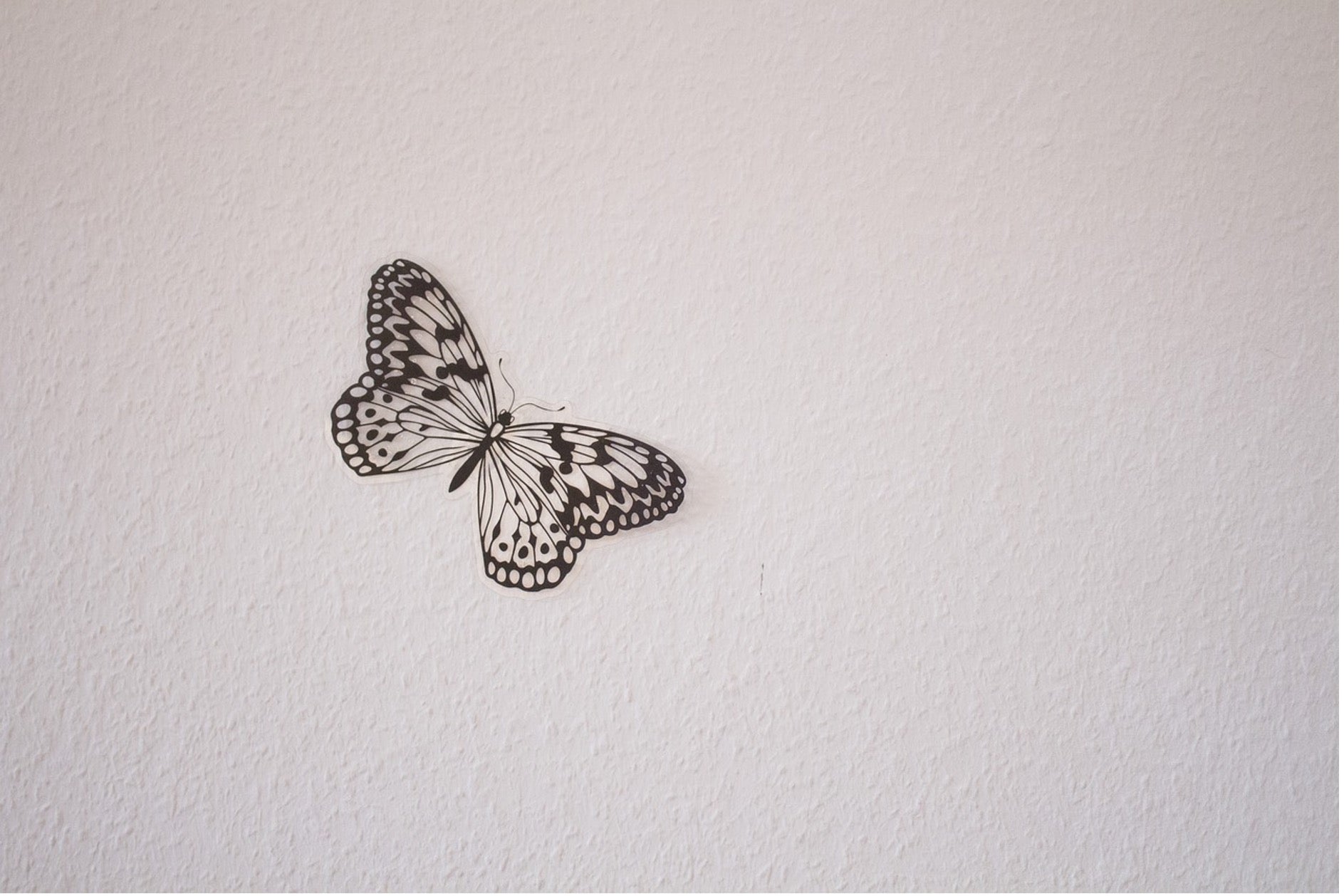 Black image of a butterfly on a white wall