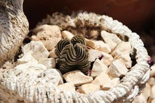 Mini rock garden on a dark background