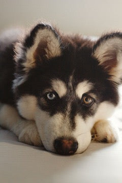 Husky face with different colored eyes