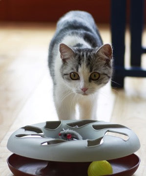  The cat stands near the cat's toy and looks straight