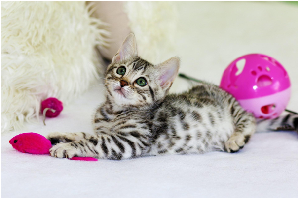  Striped kitten lies with pink toys