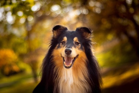  Black and tan collie in the background of the park