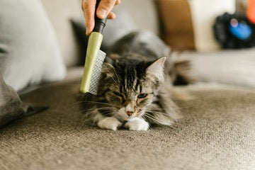  A striped cat is being scratched with a yellow comb