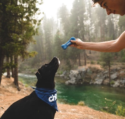 Man holds a toy bone, black dog looks at it