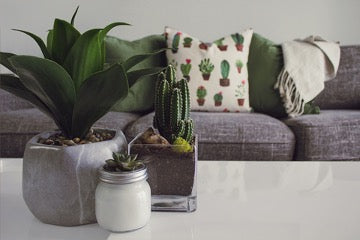 Three potted flowers stand on a white table with a gray sofa behind