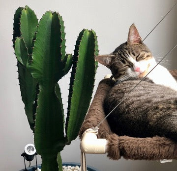 The cat lies on a chair next to a cactus