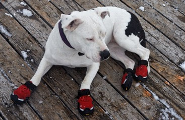 White dog in red shoes lies on the floor