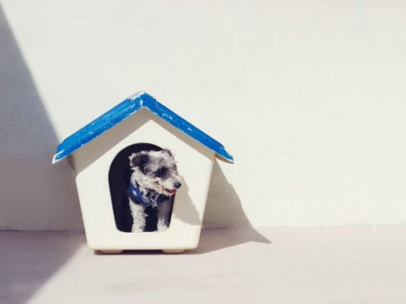 A small dog sits in a white kennel with a blue roof against the background of a white wall