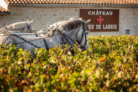 Château Croix de Labrie Pferde im Weinberg