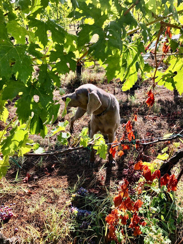 Ficomontanino vineyard with dog