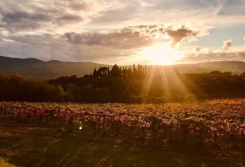 Ficomontanino in Sunshine