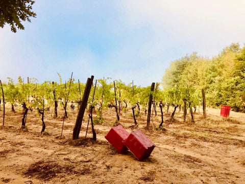 Ficomontanino vineyard sandy soil
