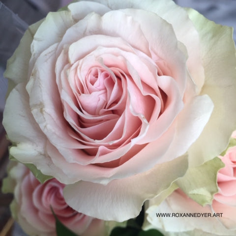 Pink Rose, photo by artist Roxanne Dyer inspiration for the ROSES 2022 art project