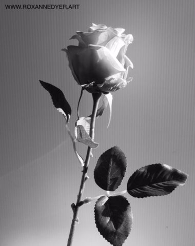 Single Rose, black and white photo by artist Roxanne Dyer inspiration, silhouette, for the ROSES 2022 art project