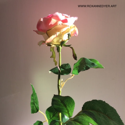 Pink Rose, photo by artist Roxanne Dyer, mood inspiration for the ROSES 2022 art project