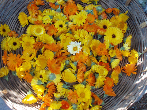 The Green Goo Herbalist: on Sunshine Incarnate (aka the Benefits of Calendula)