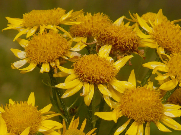 The Efficacy of Arnica - How Wildcrafting and Infusing This Bright Plant Makes It More Potent – Green Goo