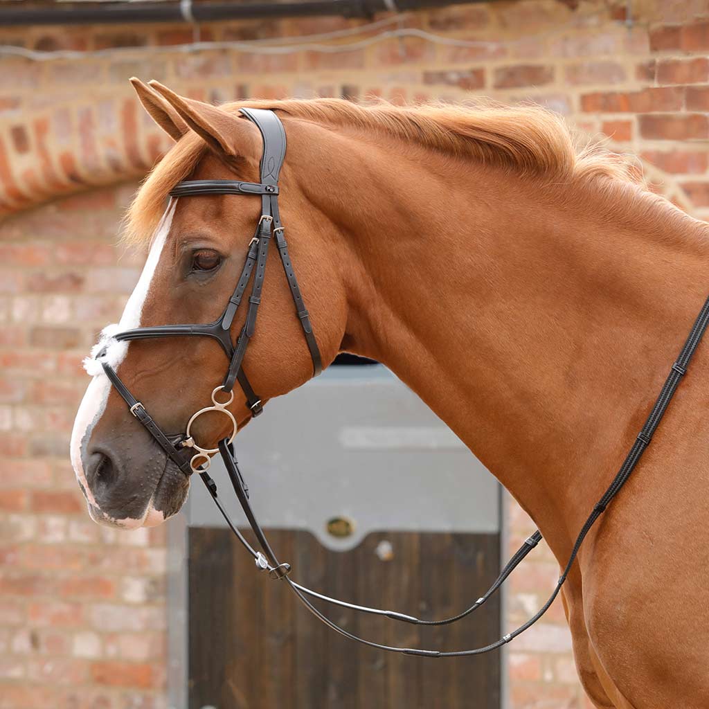 Read the blog - Anatomical Bridles