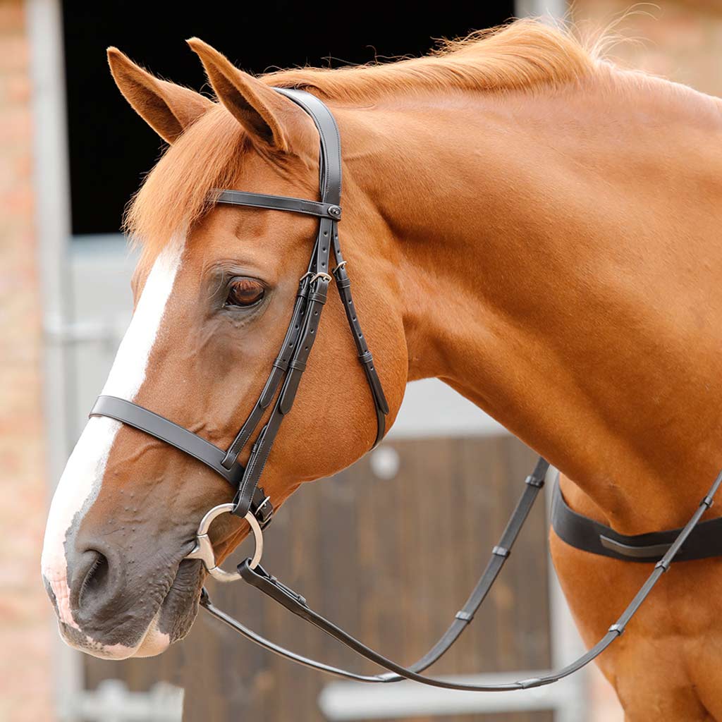 Read the blog - Primo Bridle