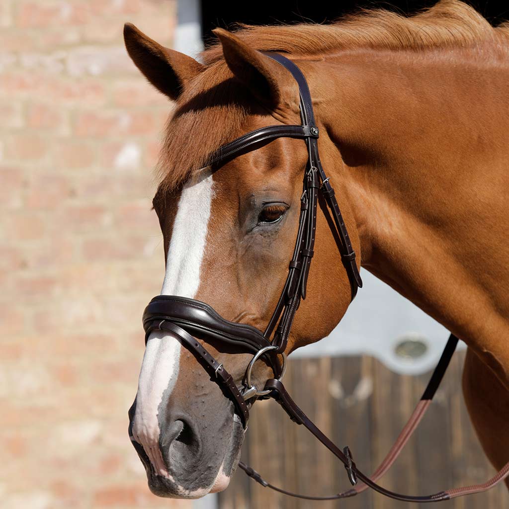 Read the blog - Anatomical Bridles