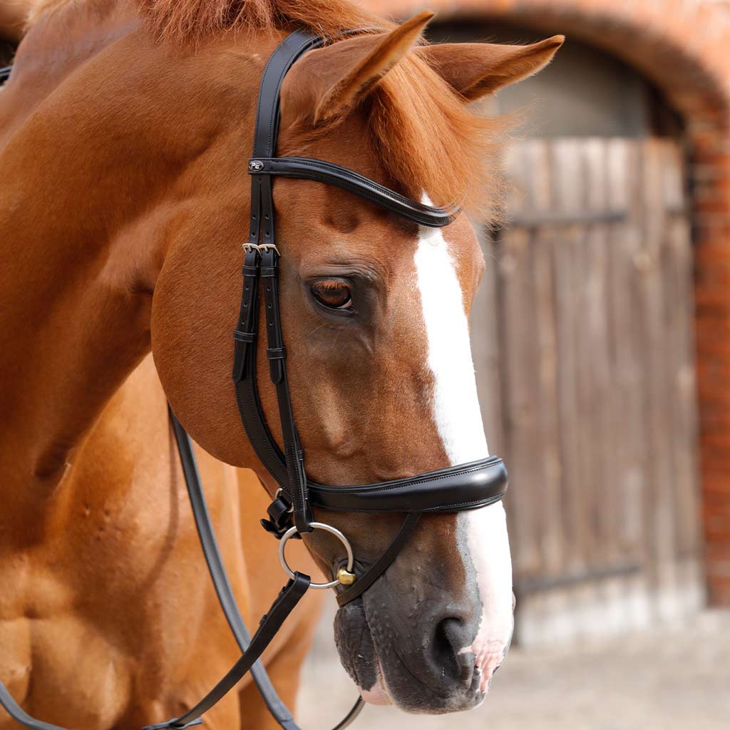 Read the blog - Anatomical Bridles