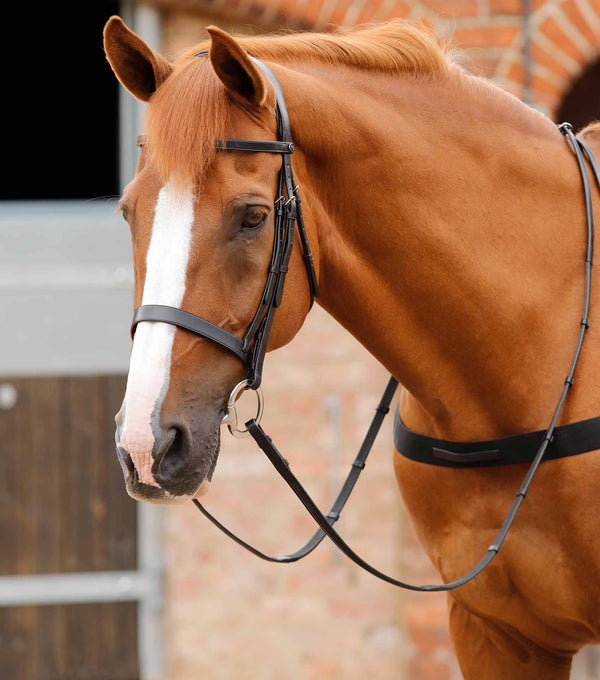 Detachable Horse Leg Straps – Premier Equine Int. Ltd.