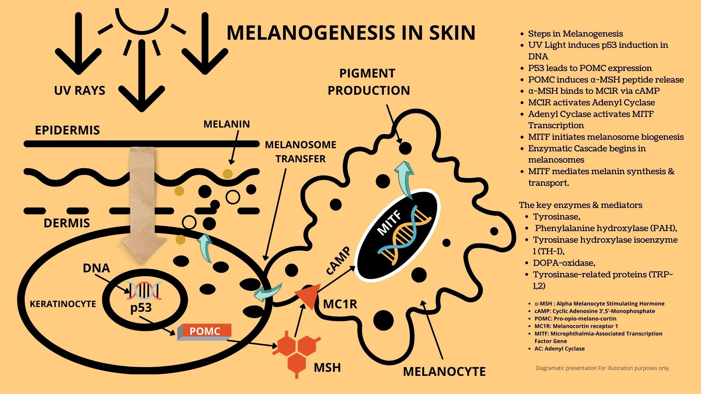 Science of Melanogenesis and Skin Lightening Glein Pharma Hykozi Skin Lightening Cream