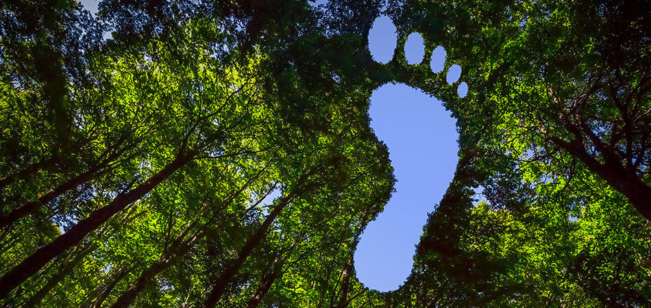 Image of treetops from beneath with a footprint visiable in the sky.