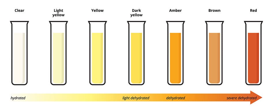 Chart showing different beakers containing clear through to dark orange colours to highlight hydration levels in urine.