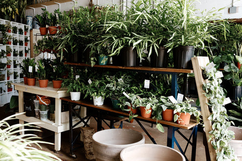 Plant Shop